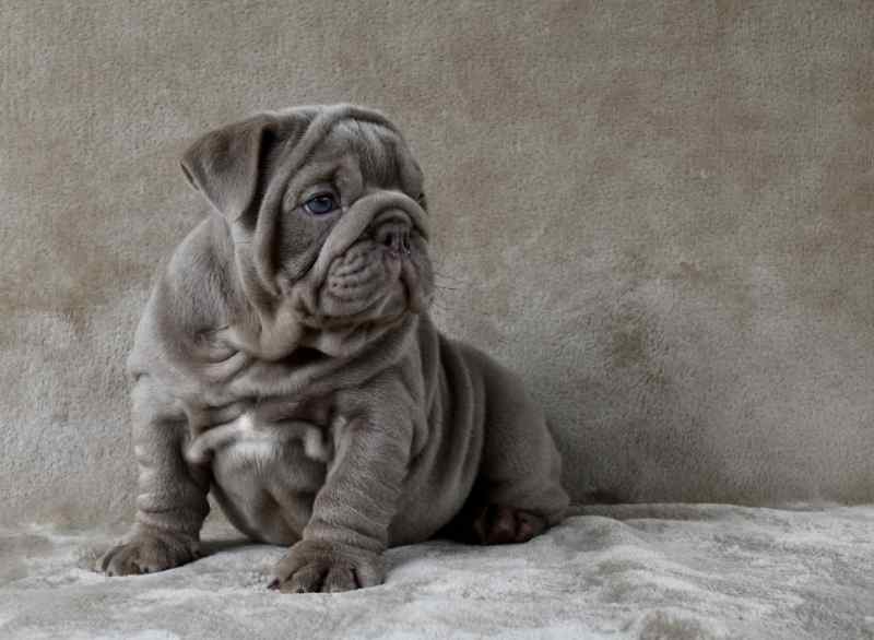 English Bulldog puppy 