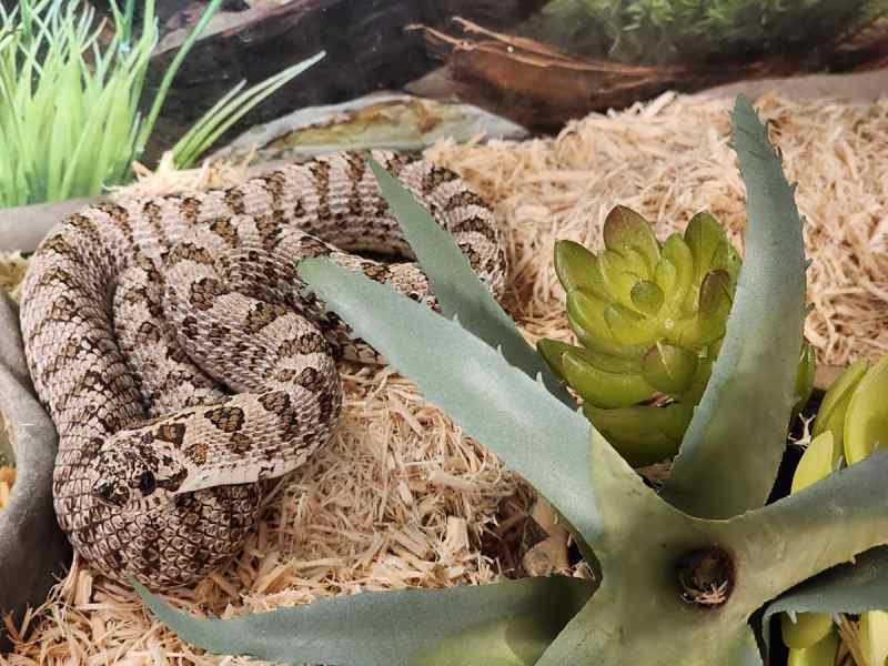 Rare Western Hognose Snakes (breeding pair)