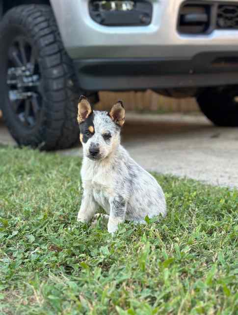 Blue heeler pups