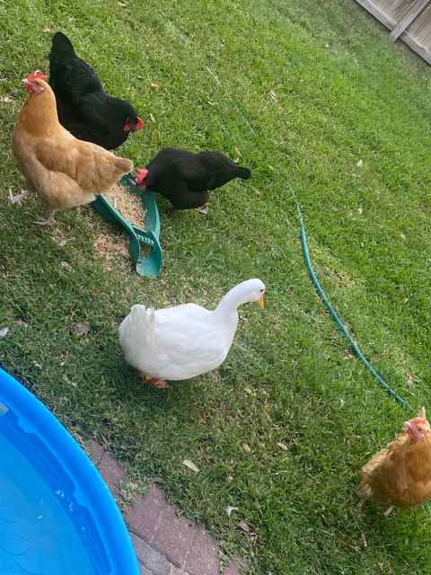 Laying hens