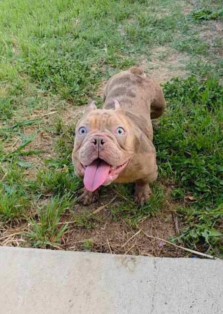 Micro female chocolate merle bully