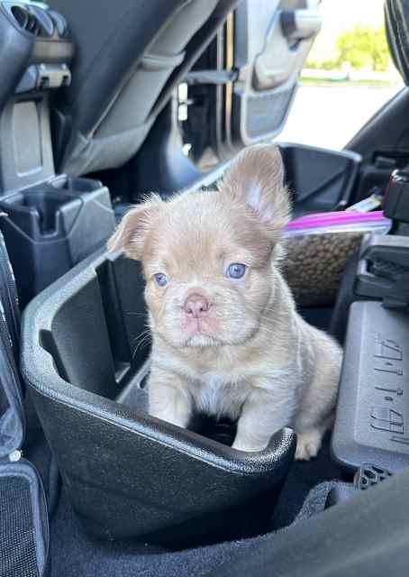 Fluffy frenchie