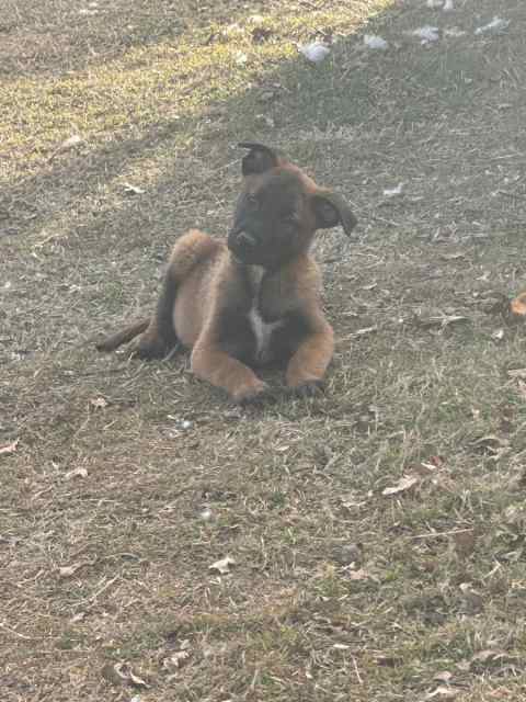 Full Blood Belgian Malinois Puppies