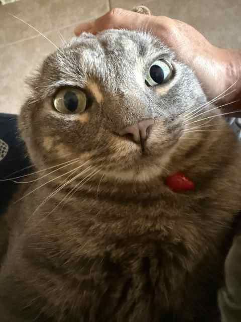 WTB Stoeger Condor 12ga