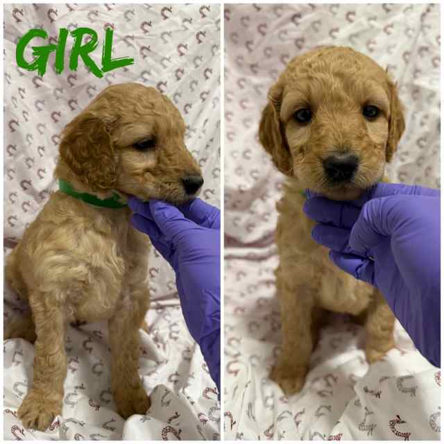 Goldendoodle puppies